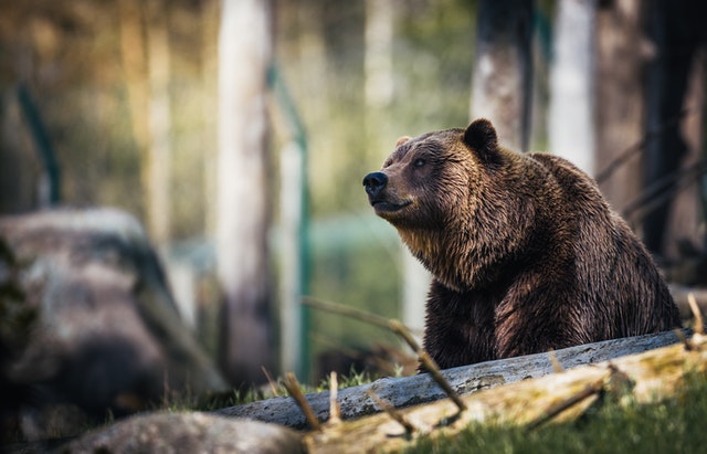 O que é Bull e Bear market? Qual o significado?